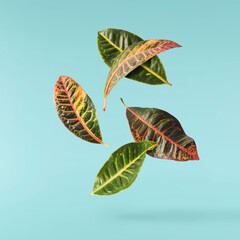 beautiful fresh green Codiaeum leaves © Agave Studio