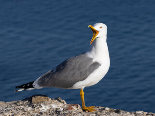 gaviota 