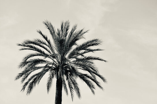 Looking up to a single palm tree, sky background, creative black and white vintage style