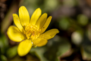 yellow daisy, close-up macro. Photo taken in its natural environment.