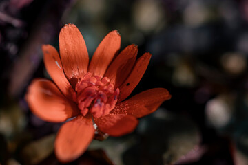 red daisy, chamomile, close-up macro. 