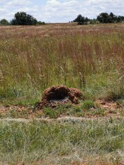Deserted ants nest with cobwebs.