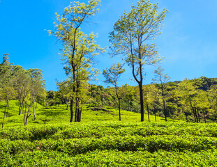 Obraz premium Nuwara Eliya tea plantation