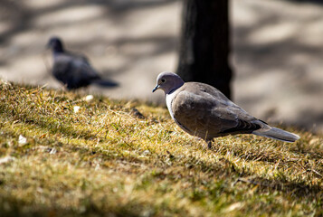 pigeon on the grass