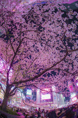 渋谷駅前の桜と雑踏