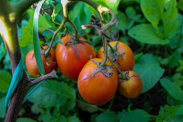 Red tomato on the branches. A group of tomatoes on the vine.
