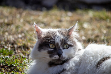 Stray cat resting in the park, the cat in white and gray colors.