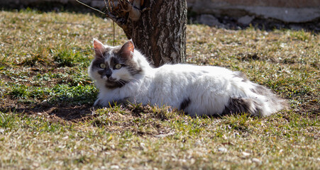 Stray cat resting in the park, the cat in white and gray colors.