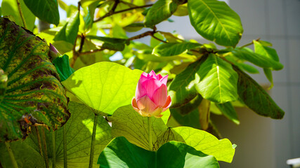 Anantara 5-star Hotel on Phuket