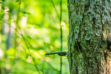 Spring thick forest on Fruska Gora Mountain