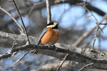 真冬の北海道の森の中、囀るヤマガラ