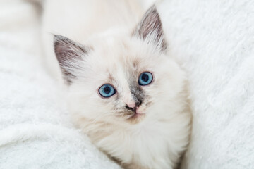 Obraz premium White fluffy kitten lies on couch. Playful cat with blue eyes is resting on soft white blanket at home alone. Happy Kitten baby looking at camera. Cat Portrait with spotted nose