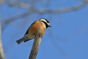真冬の北海道の森の中、囀るヤマガラ