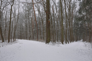 Morning winter forest landscape with a path road and freshly fallen snow