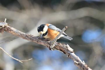 真冬の北海道の森の中、囀るヤマガラ