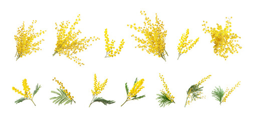 Set with bright yellow mimosa flowers on white background. Banner design - obrazy, fototapety, plakaty