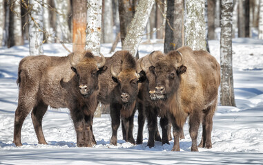 A herd of bison stands in the winter forest on a sunny day