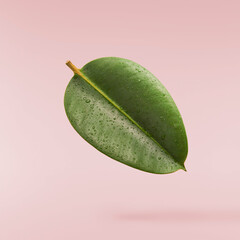 beautiful fresh green ficus leaves