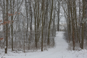Morning winter forest landscape with a path road and freshly fallen snow