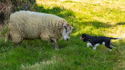 a sheep and a small dog face to face and look at each other
