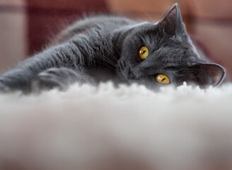 Portrait of a gray relaxed cat