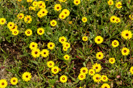 Reichardia Tingitana flowers in the garden