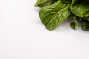 spinach leaves on white background. bunch greens. copy space