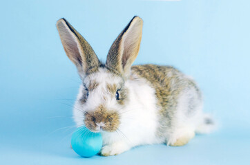 Lively little cute rabbit on a blue background.