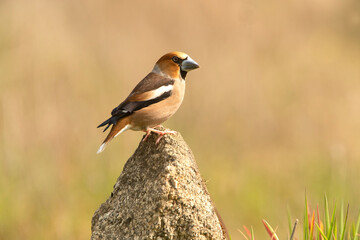 Male Hawfinch in breeding plumage with first morning light