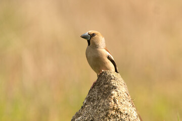 Female hawfinch in rutting plumage with first morning light in her breeding territory