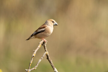 Female hawfinch in rutting plumage with first morning light in her breeding territory