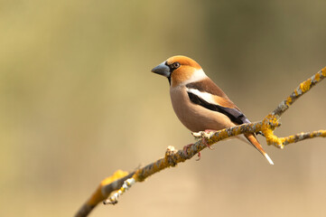 Male Hawfinch in breeding plumage with first morning light