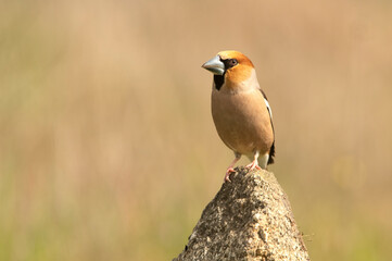 Male Hawfinch in breeding plumage with first morning light