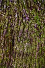 Tree bark texture closeup. Selective focus.
