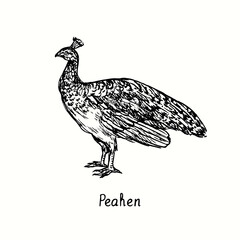 Fototapeta na wymiar Peahen side view. Ink black and white doodle drawing in woodcut outline style. Vector illustration