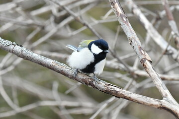 真冬の北海道の森の中、囀るシジュウカラ