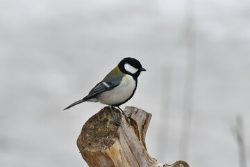 真冬の北海道の森の中、囀るシジュウカラ