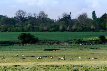Obraz premium Saltbushalong the Sienne river in Normandy coast