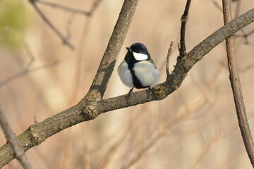 真冬の北海道の森の中、囀るシジュウカラ
