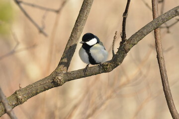真冬の北海道の森の中、囀るシジュウカラ