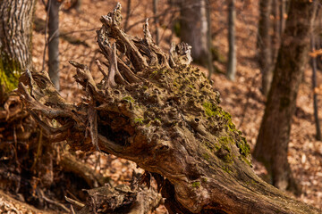 Tree bark with moss of a centennial chestnut in the winte