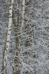 Snowy winter forest background. Beautiful spruce trees trunks pattern, sticked with snow in Czech republic