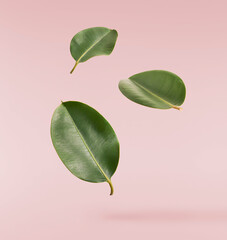 beautiful fresh green ficus leaves