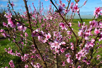 peach blossom, peaches bloom in spring