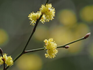 早春のダンコウバイ