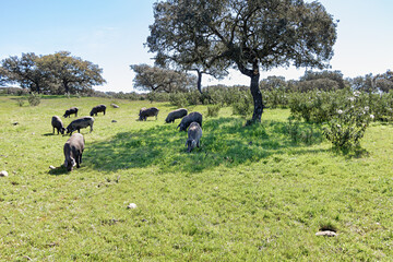 Iberian pigs grazing in the Huelva countryside. Pigs in the pasture with holm oaks in Andalusia, Spain. Shallow deep of field