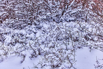tree branches in the snow. Photo of snow covered branches of plants and trees in winter