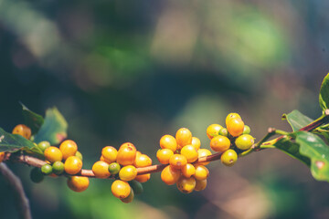 Yellow coffee bean berry plant fresh seed coffee tree growth in Yellow Bourbon eco organic farm. Close up yellow ripe seed berries harvest arabica coffee garden. Fresh coffee bean green leaf bush