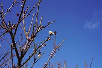 白色の梅の花