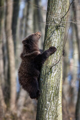 Brown bear cub on tree in the forest. Wild animal in the natural habitat